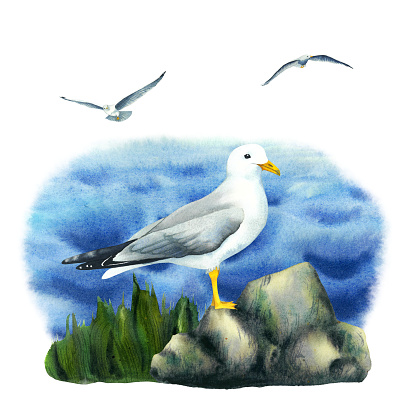 Seagulls rock and sea water elements composition. Hand drawn watercolor illustration isolated on white background. Sea pebble stones and grass bottom with water background isolated on a white. Illustration of seagull and seaside objects. Design clipart elements for design, fabric or print.