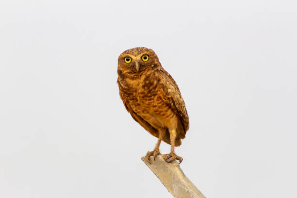 istock la chouette sur un poteau 2149031061