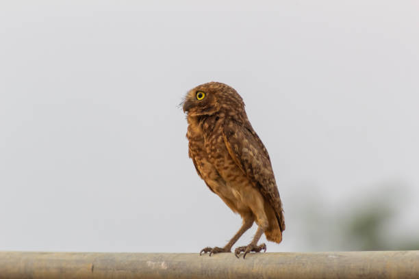 adorable chouette au regard fixe sur un poteau dans la campagne au Venezuela