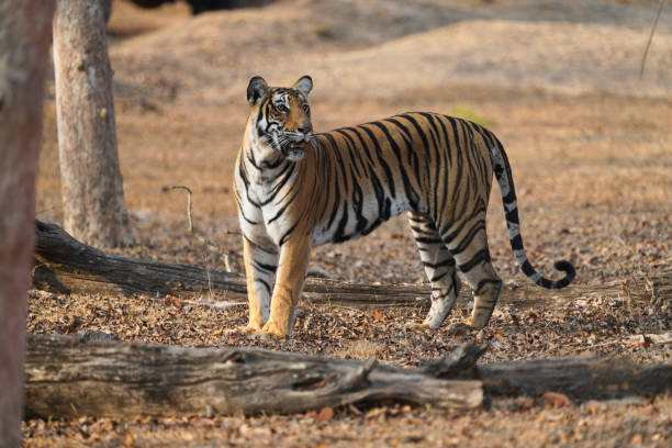 istock Bengal Tiger out on the prowl 2149031085