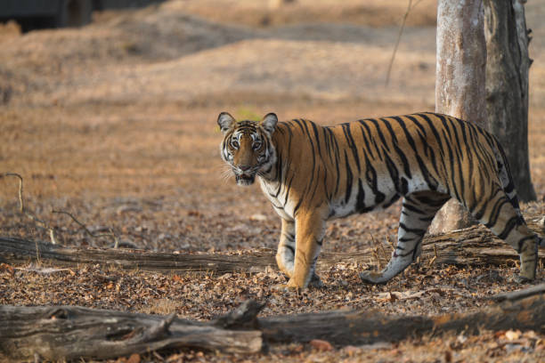 istock Bengal Tiger out on the prowl 2149031123