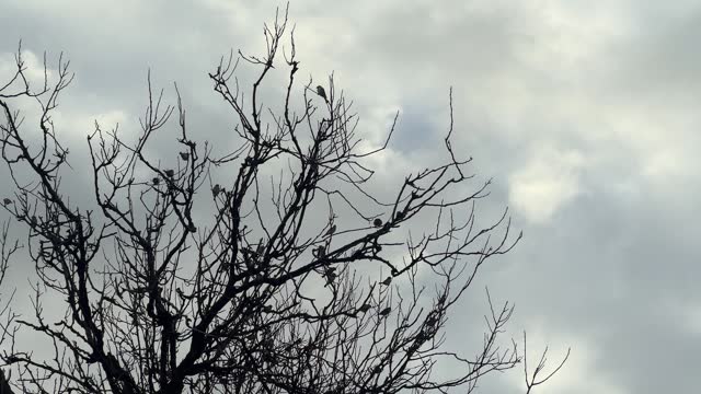 A congregation of birds perches on tree branches stripped of leaves, set against a backdrop of cloudy and moody skies, symbolizing the transient nature of life and the passage of time.