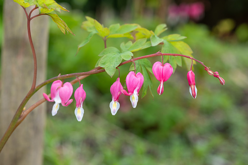 Close up beauty of a Dicentra flower branch in full bloom, delicate heart shaped petals and unique structure. Spring, summer season beauty concept