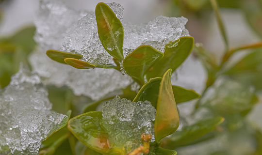 Snow melting over the leaves of a sedum pllant.