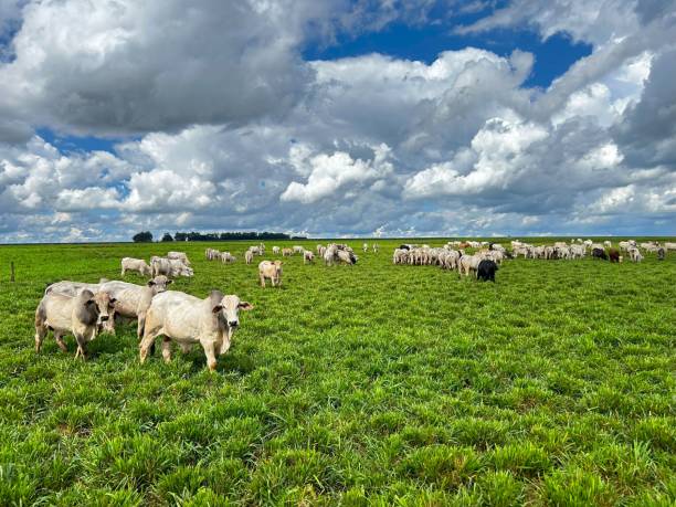istock Pasture with nellore intensive beef cattle on tropical climate. High intensive grass project on Brazil 2149033265