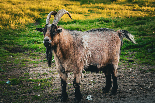 Billy goat in farm field