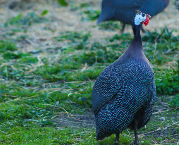 istock Guinea Fowl Reflections 2149033853