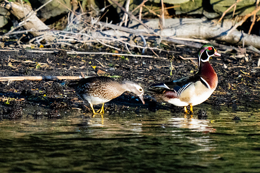 A beautiful colored Wood Duck stands in the pond with his mate behind him. A tranquil color photograph of wildlife conservation