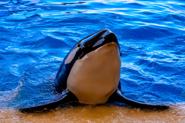Close-up of a killer whale, Orcinus orca, swimming in the waters of the Antarctic peninsula, near Anvers Island.