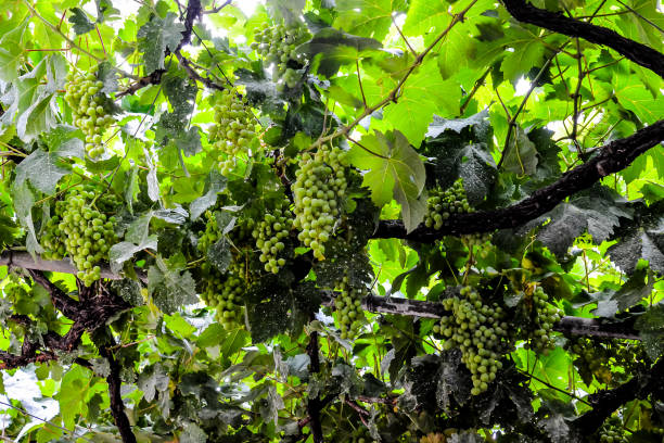 istock A bunch of grapes hanging from a tree 2149034340