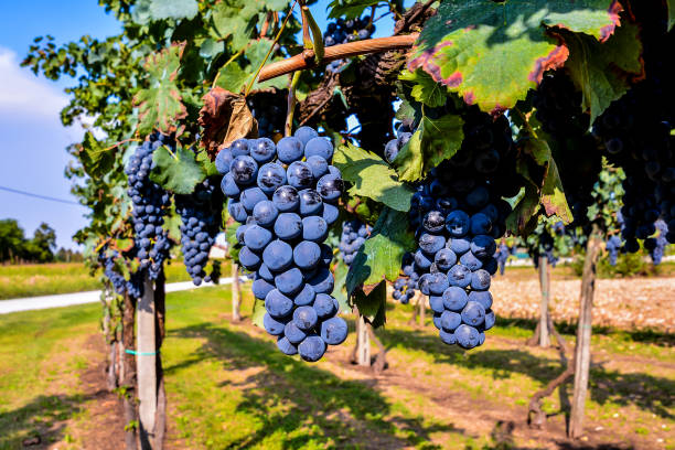 istock Vineyard Ready to Produce Wine 2149034421