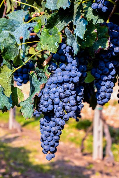 istock Vineyard Ready to Produce Wine 2149034422