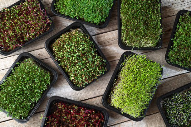 istock Mix of Microgreens in container 2149034971