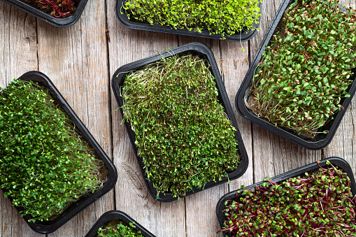 Mix of Microgreens in container . Healthy superfood . Top view