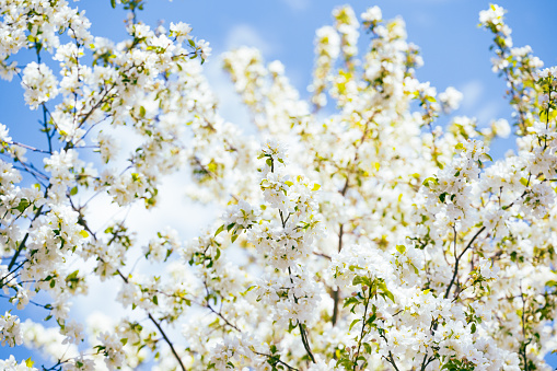 White Flower blossoms on tree