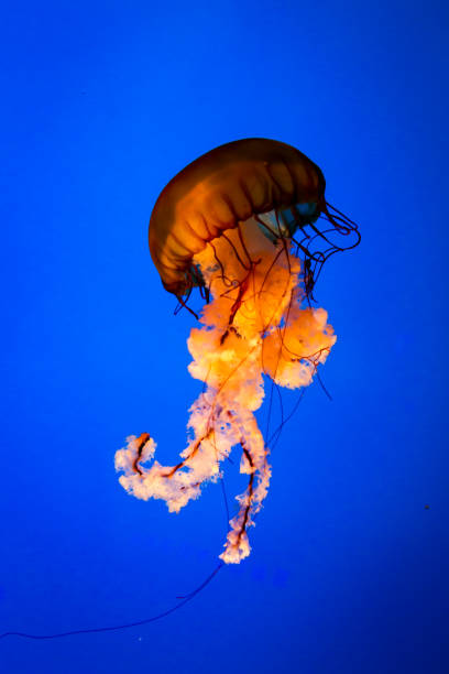 istock Jellyfish at the National Aquarium 2149036752
