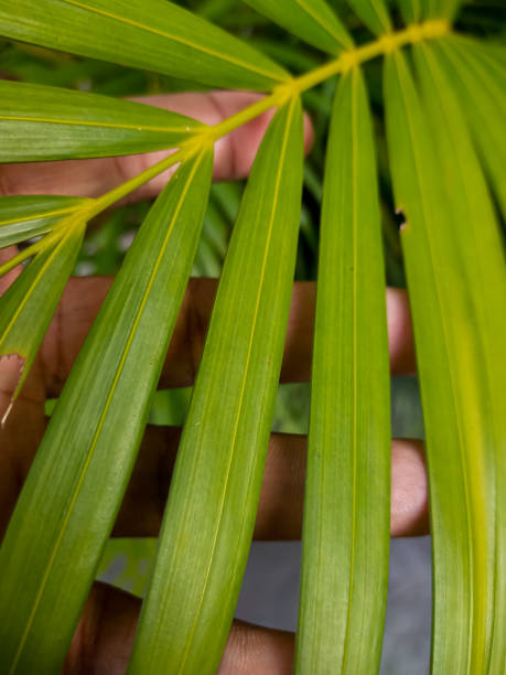 istock Green plant leaf and touched by hand. 2149038331