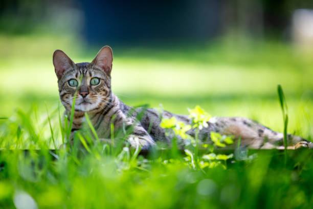 istock Dramatic image of a Bengal cat laying down in a meadow looking into camera. 2149039328
