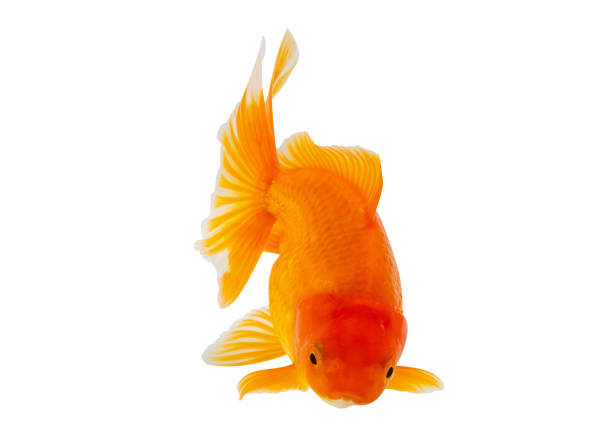 istock Oranda goldfish isolated on white background close up 2149040416