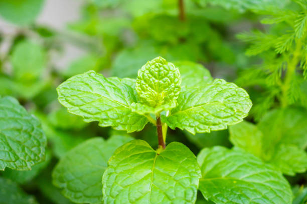 Fresh green peppermint plant in the garden