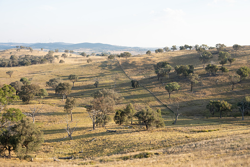 A dry view of a farm in South Western New South Wales near Boorowa and Yass at the end of summer with dry fields stretching as far as you can see.