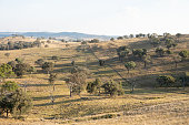 The dry and arid farmlands near Yass NSW at the end of summer