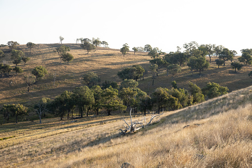 A dry view of a farm in South Western New South Wales near Boorowa and Yass at the end of summer with dry fields stretching as far as you can see.