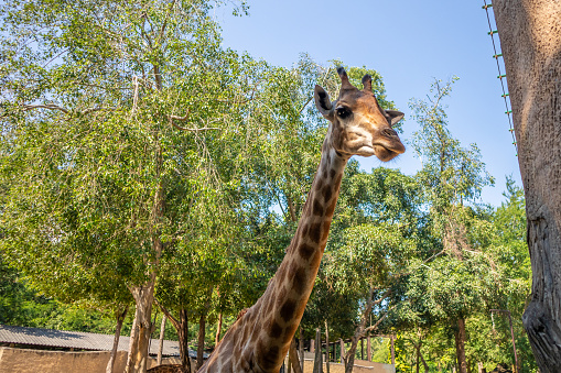 Giraffe long neck safari animal with green tree background