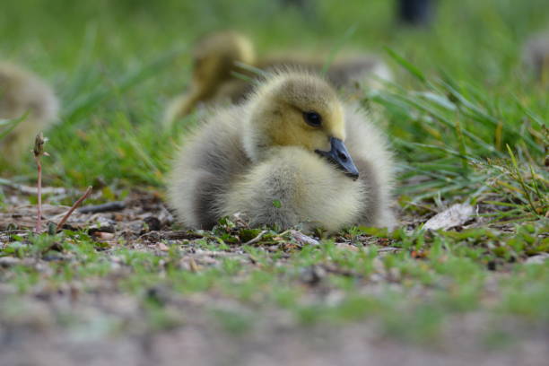 istock Gosling Baby Goose in the Grass 2149041488