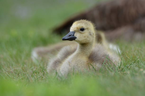 Gosling Baby Goose Sitting in the Grass