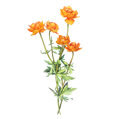 Watercolor frying flowers Trollius isolated on white background. Yellow orange summer wildflower. Herbs for aromatherapy and bouquet. Botanical clipart for spa sticker or wallpaper wrapping.