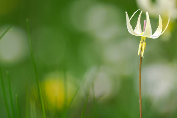 A background of green with white and yellow flower blossom. The flower on a side to give lots of copy space. Springtime in the Willamette Valley of Oregon.
