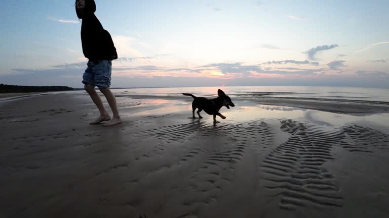 Barefoot little girl with a small dog walks along the sandy seashore at sunset. Slow motion