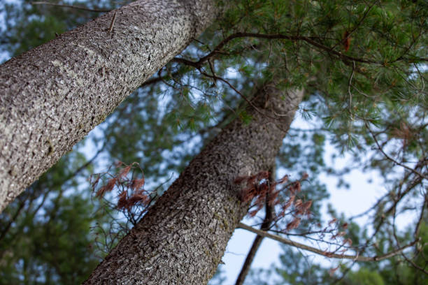 istock Some coniferous trees (trunks, really) growing in the Canadian Shield in Ontario. 2149045587