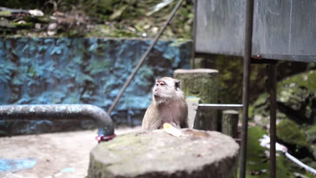 Long-tailed Macaque Looking Around At Batu Caves. - close up shot