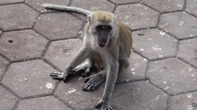 Close Up Of Endangered Long-tailed Macaque Sitting On Hexagon Brick Pave At Batu Caves In Malaysia.