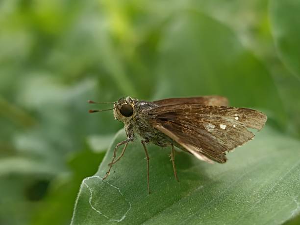 istock Dotted Skipper Animal from the Family Hesperiidae 2149046932
