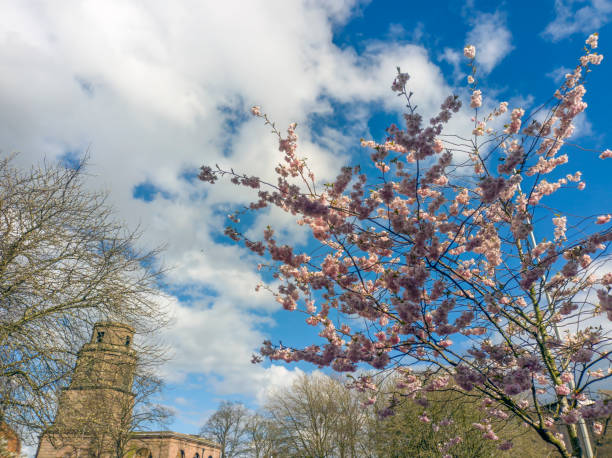 Cherry blossom in bloom on a spring day in Blackburn, Lancashire, UK