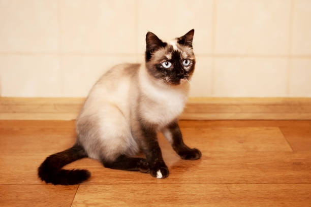 A beautiful, very cute Siamese cat sits on the floor in the kitchen.