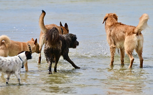 Unleashed dogs playing in the ocean and beach