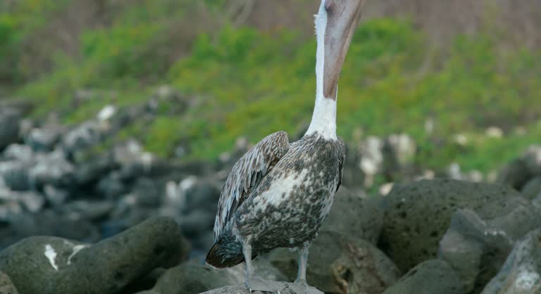 Pelican opens its beak showing the inside of its mouth and throat.