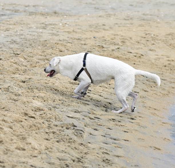 istock Laborador Retriever Puppy 2149048751