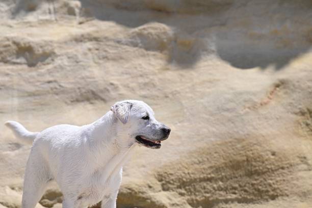 One year old Labrador playing on the sand  and ocean at a dog beach