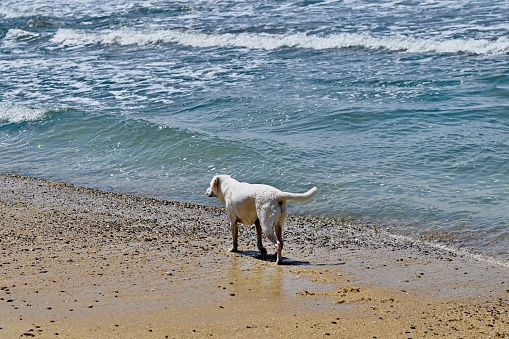 Happy dog (labrador retriever) walking on the tropical sand beach.