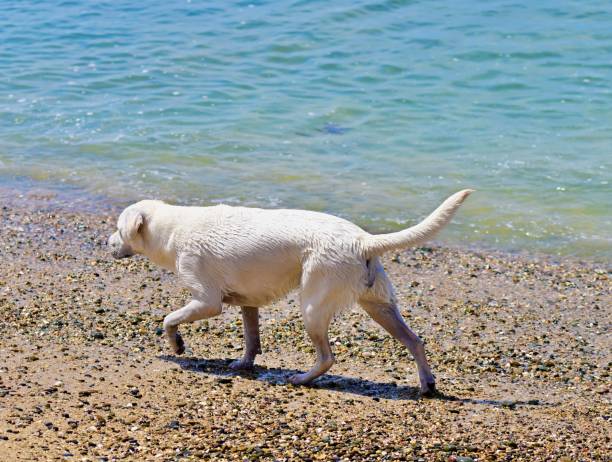 A sunny day, the wet dog gazes attentively off camera.