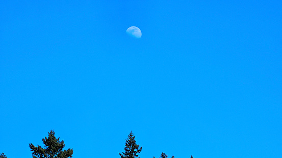 Daytime 3/4 moon hanging above Evergreen trees in Seattle.