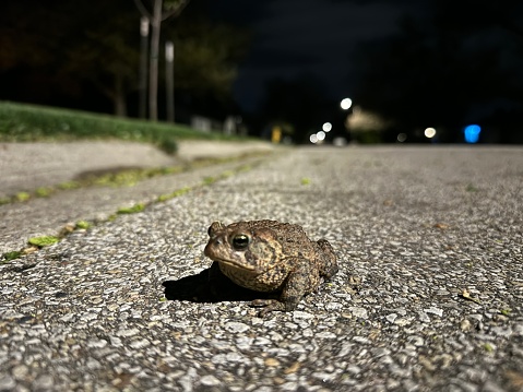 Toad on a residential street