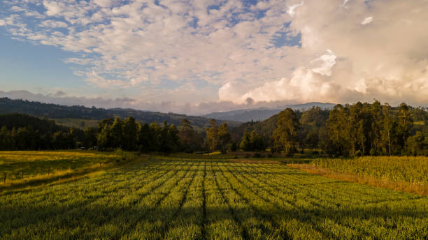 istock beautiful onion crop, agricultural field 2149050324