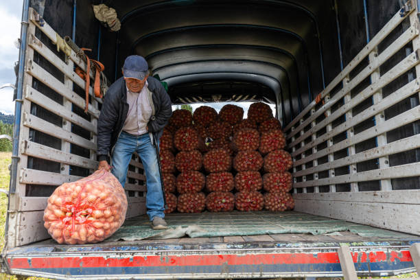 Man in truck with onion bales