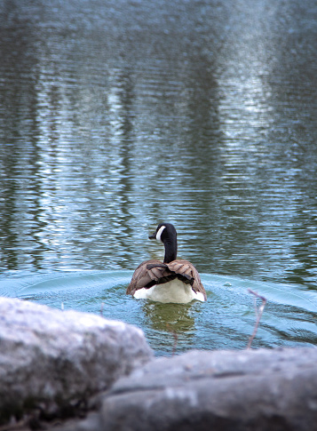 A goose swimming in a pond.